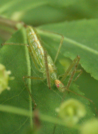Zelus luridus